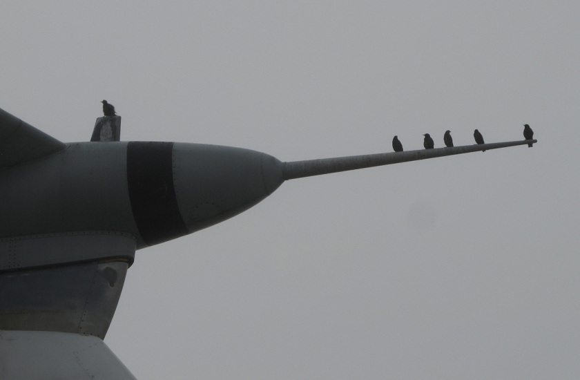 Birds on the tail of the Hanoi Taxi Starlifter. 