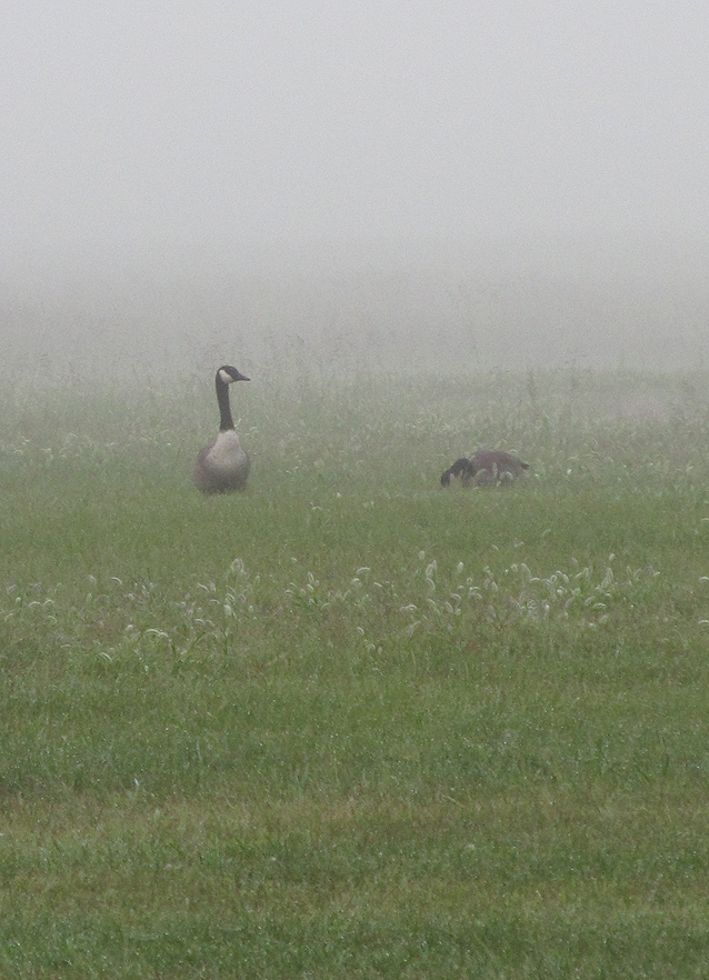 2014 08 23 Geese in fog